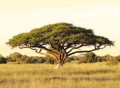 Fototapeta330 x 244  Acacia on the African plain, 330 x 244 cm