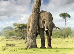 Samolepka flie 100 x 73, 40503276 - African elephants - Africk slony
