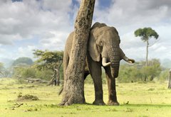 Fototapeta145 x 100  African elephants, 145 x 100 cm