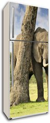 Samolepka na lednici flie 80 x 200, 40503276 - African elephants
