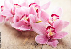 Samolepka fólie 145 x 100, 40515636 - pink orchid flowers - růžové květy orchidejí