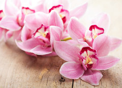 Fototapeta plátno 160 x 116, 40515636 - pink orchid flowers - růžové květy orchidejí