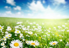 Fototapeta papr 184 x 128, 40565280 - field of daisy flowers