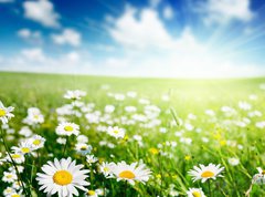 Samolepka flie 270 x 200, 40565280 - field of daisy flowers