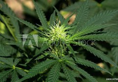 Fototapeta papr 184 x 128, 40614796 - Cannabis Hintergrund background