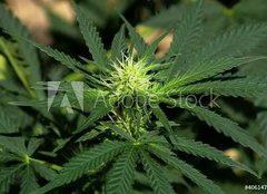 Fototapeta240 x 174  Cannabis Hintergrund background, 240 x 174 cm