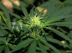 Fototapeta360 x 266  Cannabis Hintergrund background, 360 x 266 cm