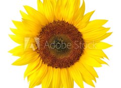 Fototapeta100 x 73  Die perfekte Sonnenblume auf wei, 100 x 73 cm
