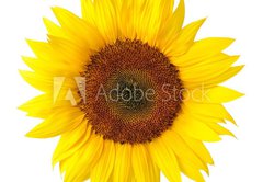 Fototapeta vliesov 145 x 100, 40639356 - Die perfekte Sonnenblume auf wei