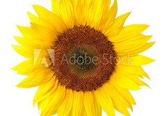 Fototapeta184 x 128  Die perfekte Sonnenblume auf wei, 184 x 128 cm