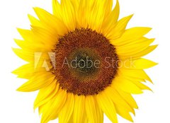 Fototapeta pltno 240 x 174, 40639356 - Die perfekte Sonnenblume auf wei