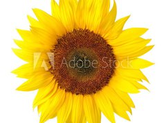 Fototapeta270 x 200  Die perfekte Sonnenblume auf wei, 270 x 200 cm