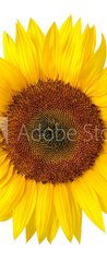 Samolepka na dvee flie 90 x 220  Die perfekte Sonnenblume auf wei, 90 x 220 cm