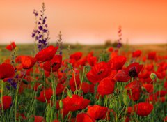 Samolepka flie 100 x 73, 40720767 - Field of poppies on a sunset - Pole vlkodlak na zpad slunce