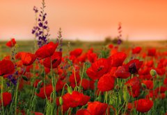 Samolepka flie 145 x 100, 40720767 - Field of poppies on a sunset
