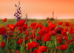 Fototapeta160 x 116  Field of poppies on a sunset, 160 x 116 cm