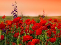 Samolepka flie 270 x 200, 40720767 - Field of poppies on a sunset
