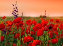 Fototapeta vliesov 270 x 200, 40720767 - Field of poppies on a sunset