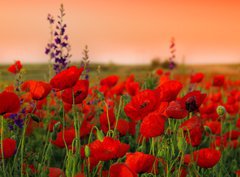Fototapeta papr 360 x 266, 40720767 - Field of poppies on a sunset