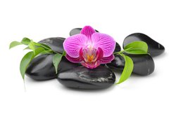 Samolepka flie 200 x 144, 40752784 - orchid