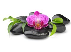 Fototapeta pltno 330 x 244, 40752784 - orchid