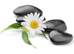 Fototapeta pltno 240 x 174, 40752804 - orchid