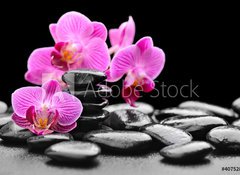 Fototapeta vliesov 100 x 73, 40752844 - orchid