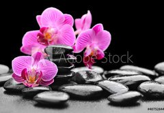 Fototapeta pltno 174 x 120, 40752844 - orchid