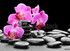 Fototapeta pltno 240 x 174, 40752844 - orchid