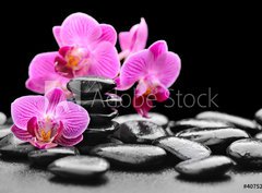 Fototapeta pltno 330 x 244, 40752844 - orchid