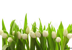 Fototapeta pltno 174 x 120, 40774643 - Weie Tulpen