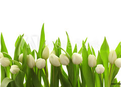 Fototapeta pltno 240 x 174, 40774643 - Weie Tulpen