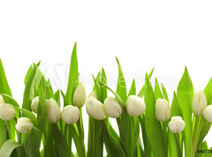 Samolepka flie 270 x 200, 40774643 - Weie Tulpen