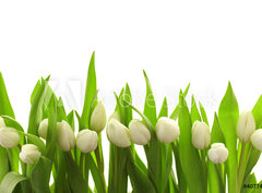 Fototapeta pltno 330 x 244, 40774643 - Weie Tulpen