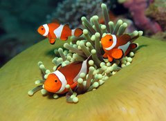 Samolepka flie 100 x 73  Three Western Clown Anemonefish in Anemone, Bunaken, Indonesia, 100 x 73 cm