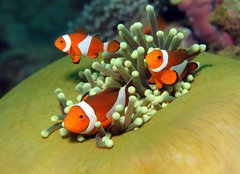 Fototapeta pltno 160 x 116, 40862196 - Three Western Clown Anemonefish in Anemone, Bunaken, Indonesia - Ti zpadn klaun Anemonefish v Anemone, Bunaken, Indonsie