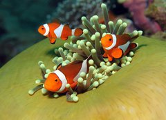 Fototapeta254 x 184  Three Western Clown Anemonefish in Anemone, Bunaken, Indonesia, 254 x 184 cm