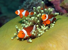 Fototapeta papr 360 x 266, 40862196 - Three Western Clown Anemonefish in Anemone, Bunaken, Indonesia