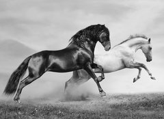 Fototapeta plátno 160 x 116, 40870436 - horses run - koně běží