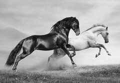 Fototapeta pltno 174 x 120, 40870436 - horses run