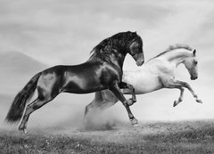 Fototapeta200 x 144  horses run, 200 x 144 cm