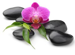 Fototapeta vliesov 100 x 73, 40893585 - orchid - orchidej