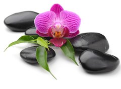 Fototapeta360 x 266  orchid, 360 x 266 cm