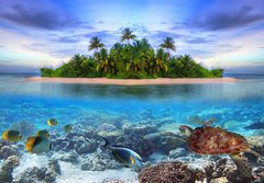 Fototapeta184 x 128  Marine life at tropical island of Maldives, 184 x 128 cm