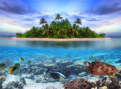 Fototapeta pltno 330 x 244, 40914644 - Marine life at tropical island of Maldives