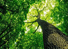 Samolepka flie 200 x 144, 41095112 - forest