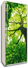 Samolepka na lednici fólie 80 x 200, 41095112 - forest