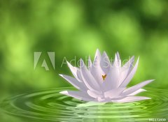 Fototapeta100 x 73  Floating waterlily, 100 x 73 cm