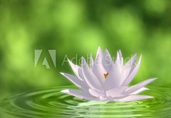 Fototapeta145 x 100  Floating waterlily, 145 x 100 cm