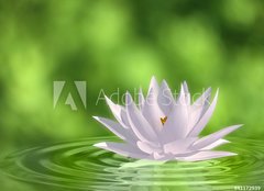 Fototapeta papr 160 x 116, 41172939 - Floating waterlily